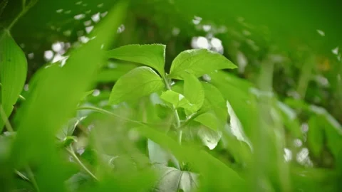 Wild grass seed head macro detail soft green bokeh background Stock-Footage 335131585
