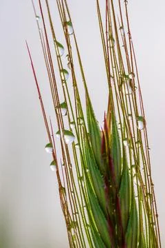 Wild grass seed head macro photography Photos