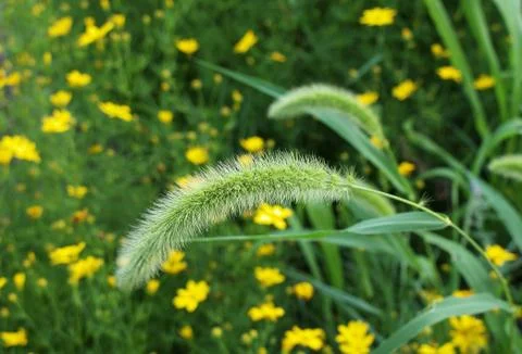 Wild Grass Seed Head Stock Photos