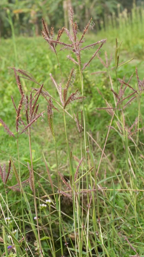 Wild Grass Seed Heads Stock-Footage 333906658