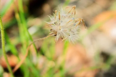 Wild Grass Seed Stock Photos