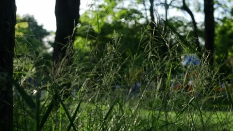 Wild grass seed stalks in foreground with blurred green park 스톡 동영상 336051213