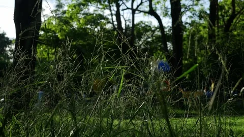 Wild grass seed stalks in foreground with blurred green park Stock Footage 336051284