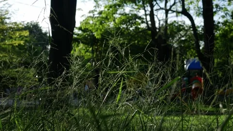 Wild grass seed stalks in foreground with blurred green park Stock Footage 336593512