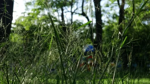 Wild grass seed stalks in foreground with blurred green park Stock Footage 336593521