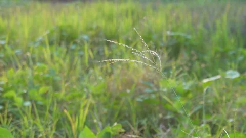 Wild grass seed stems glowing Vídeo Stock 329376196