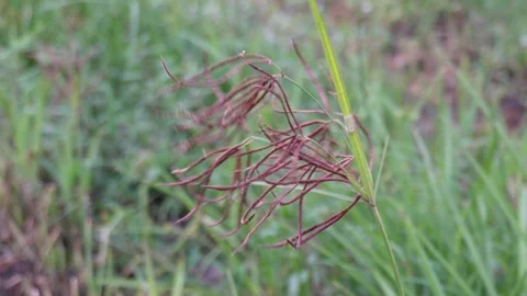 Wild Grass Seeds Macro Cluster Stock-Footage 329402366