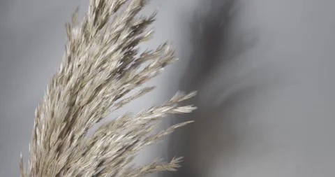 Wild Grass with Shadows Stock Footage 265107991