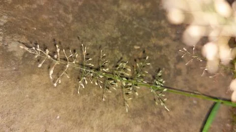 Wild grass with sharp, feather-shaped flowers. Stock Photos