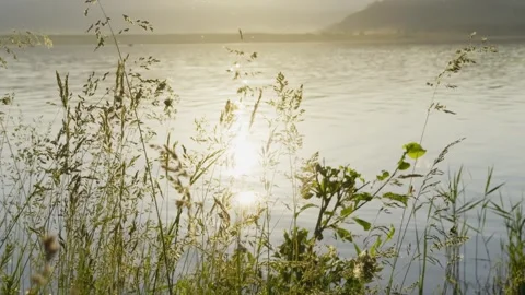 Wild grass on the shore of lake at sunset. Stock Footage 278908375