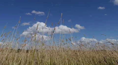 Wild grass shot on very windy day. Stock Footage 40728057