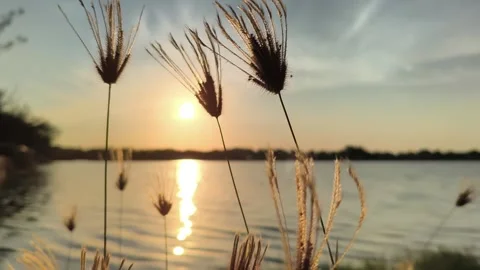 Wild Grass Silhouette at Sunset over Peaceful Lake Golden Hour Video stock 341506417