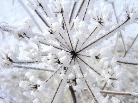 Wild grass with snow in close up. Stock Photos
