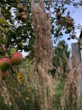 Wild grass with spikelets on the background of apple tree Stock Photos