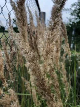 Wild grass with spikelets on the background of green grass Stock Photos