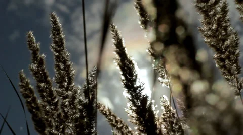Wild grass with spikelets blowing in wind into sun lens flare HD Stock Footage 34147980