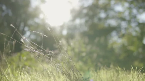Wild grass with spikelets blowing in wind into sun lens flare. Stock Footage 96199103