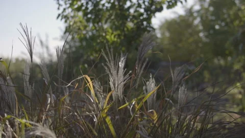 Wild grass with spikelets blowing in wind into sun lens flare. Stock Footage 96199956