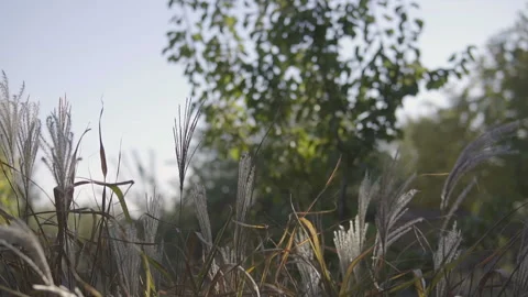 Wild grass with spikelets blowing in wind into sun lens flare. Stock Footage 96200035