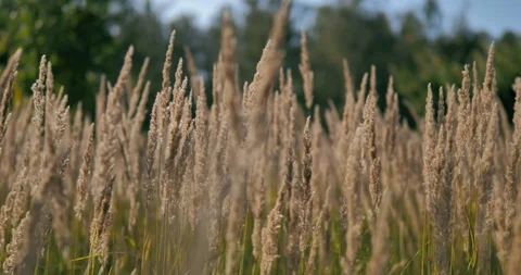  Wild grass with spikelets smoothly swinging in wind.  Stock Footage 130050507