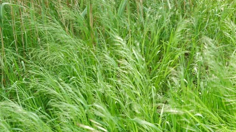 Wild grass with spikelets smoothly swinging in wind in sunlight in spring in Video stock 229370757