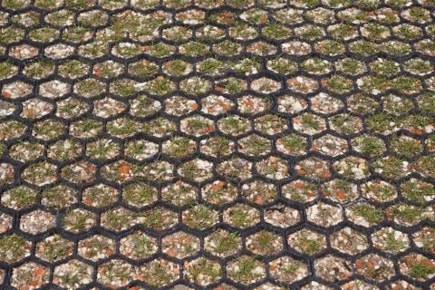 Wild grass sprouts between the plastic tiles of modern eco-City Parking lot o Stock Photos