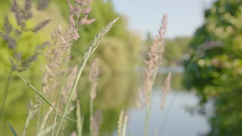 Wild grass stalks blowing in the wind on a riverside with a blurred water reflec Video stock 335694393