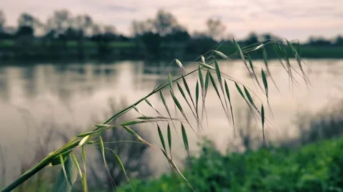 Wild Grass Stem Swaying in the Breeze Overlooking a Serene River Видео 334274915