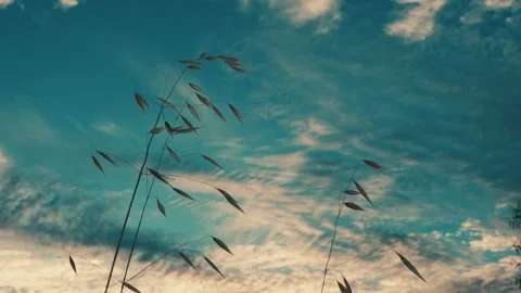 Wild grass stems swaying gently against a sunset sky Vídeo Stock 339314528