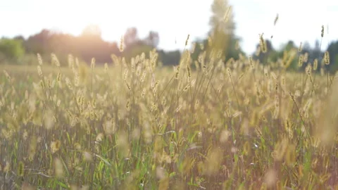 Wild Grass Straw at Sunset in 4k slow motion Vídeos de archivo 88112452