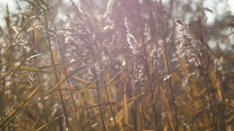Wild grass. Strong wind. Stock-Footage 42753708
