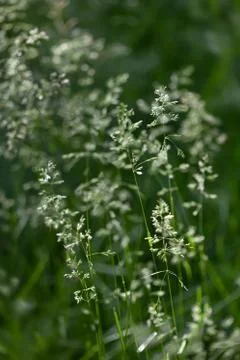 Wild grass on a sun light Stock Photos