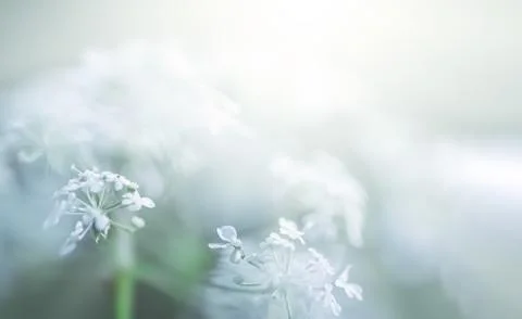 Wild grass on a sun light Stock Photos