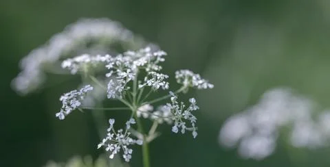 Wild grass on a sun light Stock Photos
