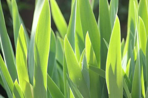 Wild grass in the sun Stock Photos