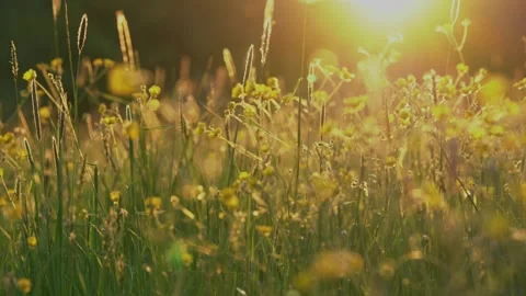 Wild grass in sunlight close-up 4k Stock Footage 334478715