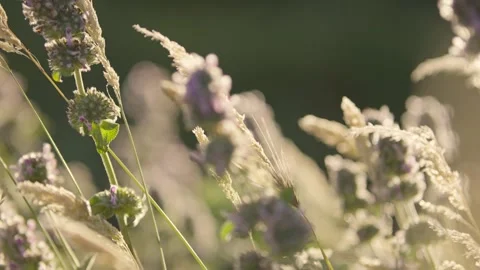 Wild grass in sunlight close-up Stock Footage 336465880