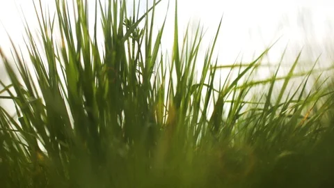 Wild grass in Sunlight 스톡 동영상 107653046