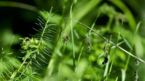 Wild Grass Sunset Stock Footage 20543638