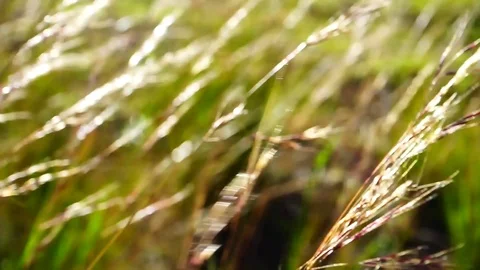 Wild grass at sunset Stock Footage 124654807