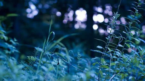 Wild Grass Sunset Macro Garden Stock Footage 20544141