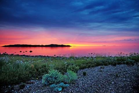 Wild grass at sunset Stock Photos