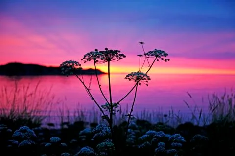 Wild grass at sunset Stockfoto's