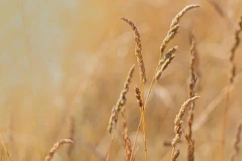 Wild Grass at Sunset Stock Photos