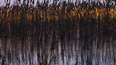 Wild Grass Sway From Wind Against The Sky.Reeds Sway On Wind And Sun Rays.Reed Stock Footage 129152876