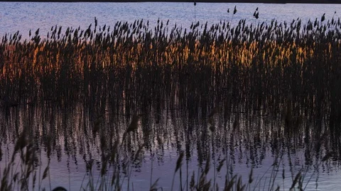Wild Grass Sway From Wind Against The Sky.Reeds Sway On Wind And Sun Rays.Reed Stock Footage 129152941