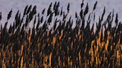 Wild Grass Sway From Wind Against The Sky.Reeds Sway On Wind And Sun Rays.Reed Stock Footage 129153085