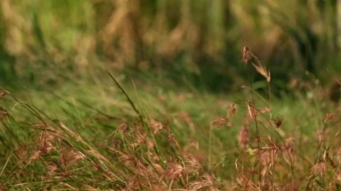 Wild grass swayed randomly in the wind Stock Footage 280687156