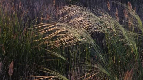 Wild grass swaying in the evening light with a natural soft focus and rich 動画素材 313482071