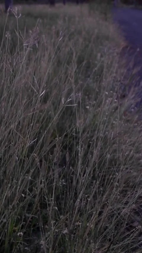 Wild grass swaying gently in the wind along a roadside during twilight evening.	 Stock Footage 343674272